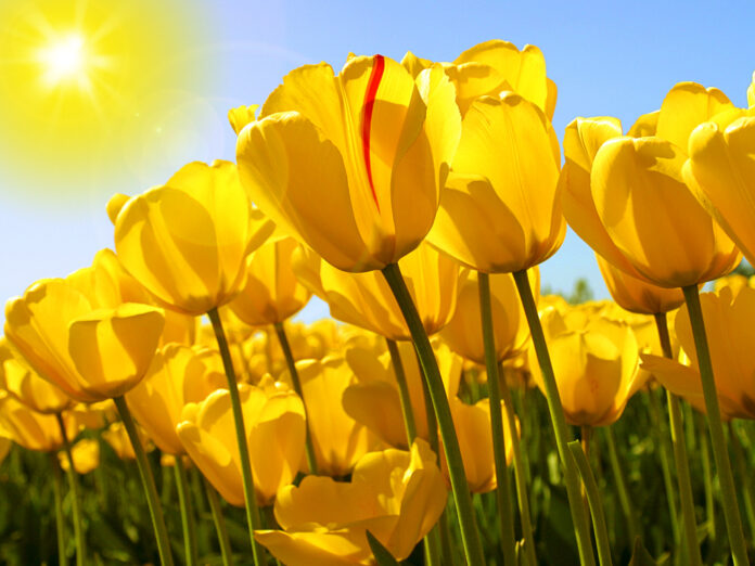 Tulips
